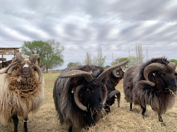 two rams at bosque redondo memorial