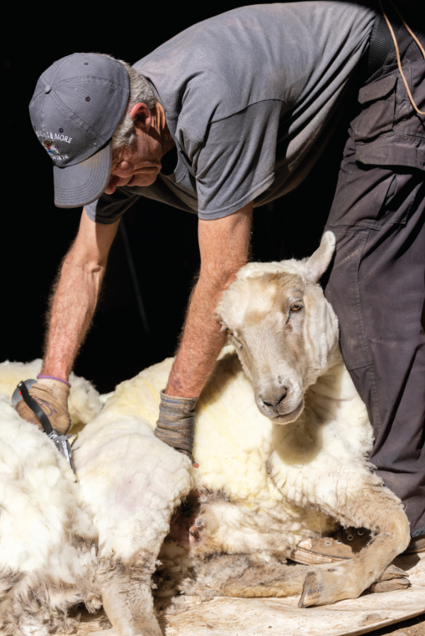 Traditional sheep shearing in process