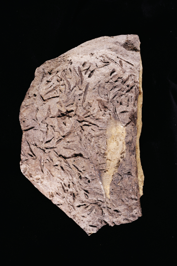 photograph of fossils