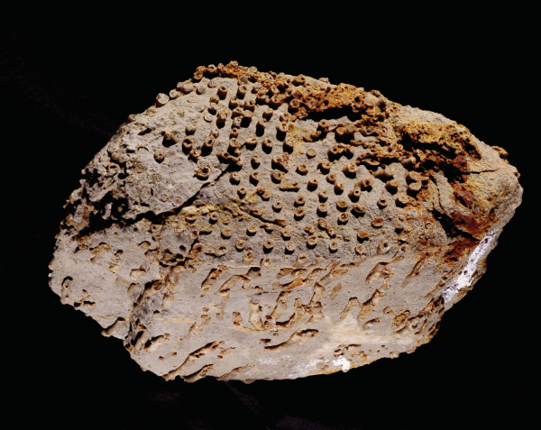 photograph of specimen