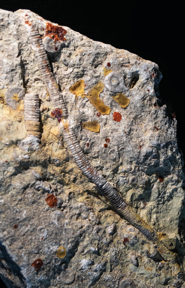photograph of specimen