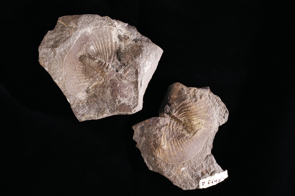 photograph of large fossils