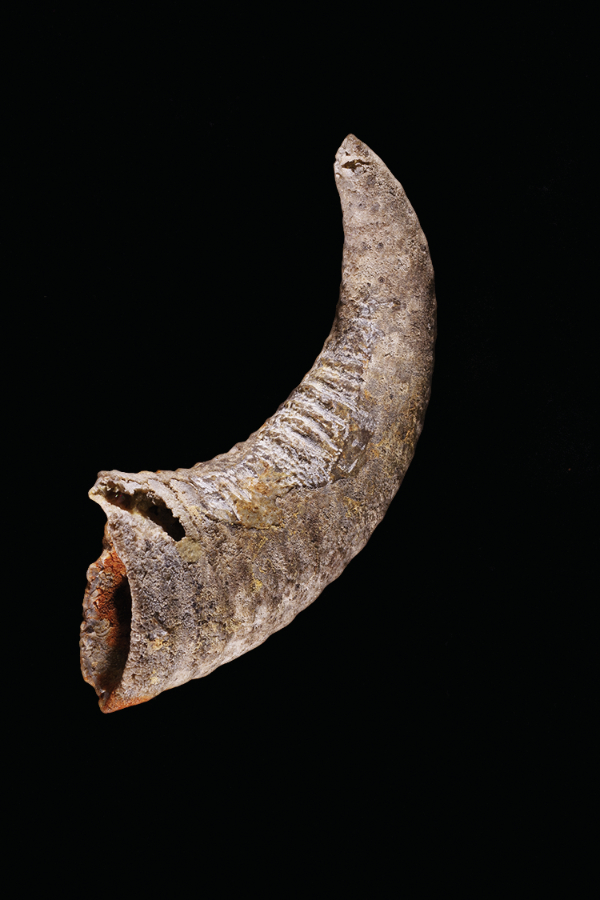 photograph of specimen