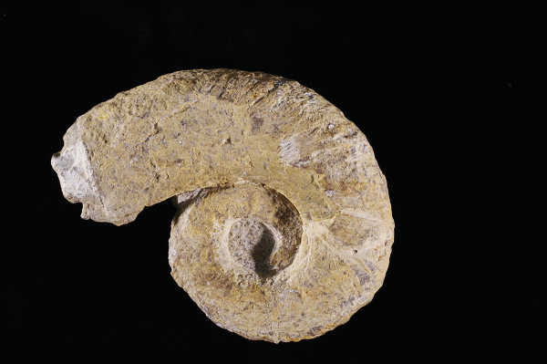 photograph of specimen