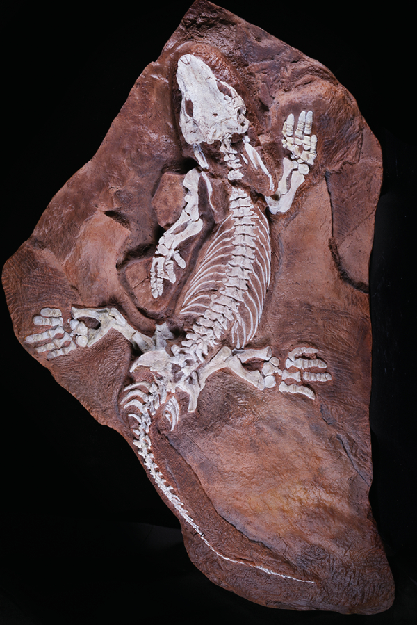 photograph of specimen
