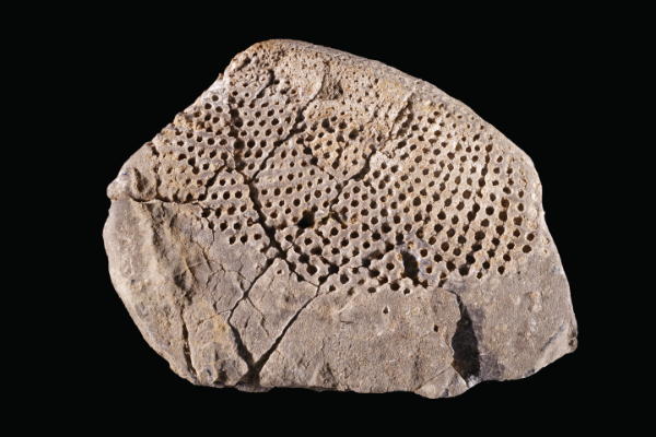 photograph of specimen