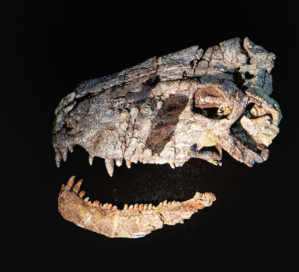 photograph of specimen