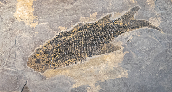 photograph of specimen