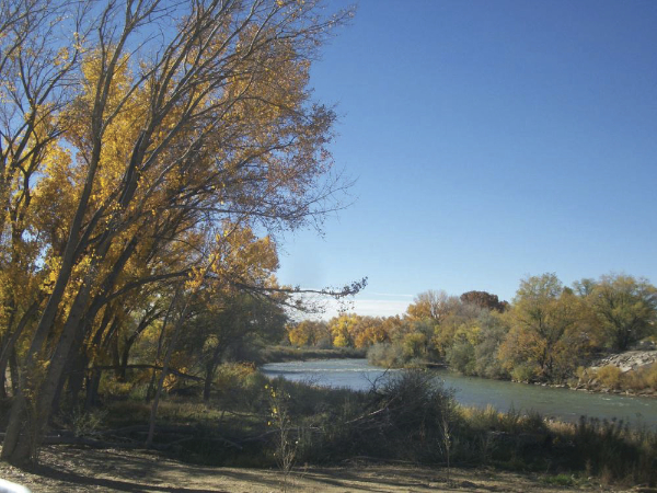 Color phoito of the animas river with foliage beginning to turn golden early in the season