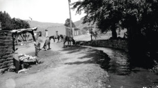Harmon Parkhurst, Burros at Acequia Madre, Santa Fe, New Mexico, ca. 1915. Courtesy of the Palace of the Governors Photo Archives (NMHM/DCA), 011047.