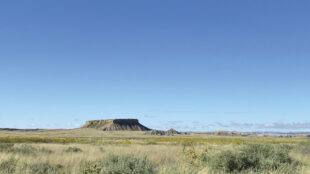 Landscape photograph with a clear blue sky, a foreground of high desert native plants and a mesa at the horizon.