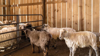 Two groups of sheep in a barn separated by a metal divider