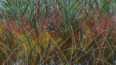 A close-up view of tall grasses and reeds with green, brown, and reddish hues growing densely near the edge of a body of water. [gen-ai]