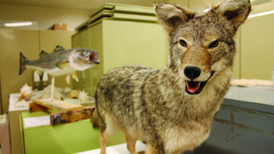 A taxidermy coyote is displayed in the foreground with a mounted fish and seashells in the background on green cabinets. [gen-ai]