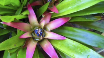 Bromeliad-Eve Bessier