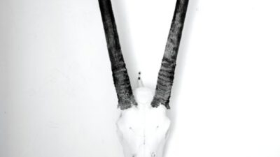 A white antelope skull with long, dark, straight horns mounted on a plain white background. [gen-ai]