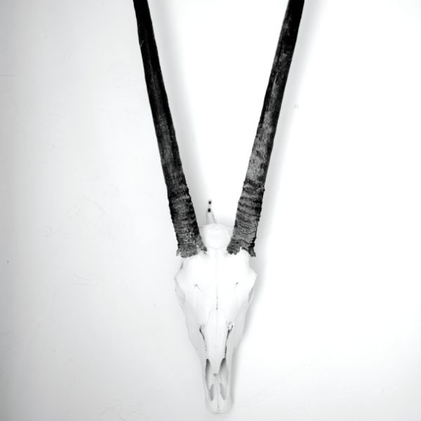 A white antelope skull with long, dark, straight horns mounted on a plain white background. [gen-ai]