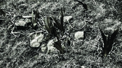 Black and white image of several plants with broad leaves growing among rocks and dry grass on uneven ground. [gen-ai]