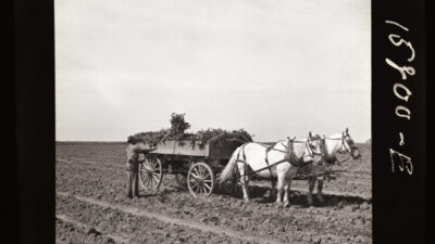A man stands beside a horse-drawn wagon loaded with crops in a plowed field under a clear sky. [gen-ai]