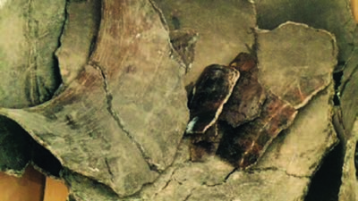 Close-up view of a large, cracked fossil with several overlapping layers and horn-like structures, displayed on a metallic surface. [gen-ai]