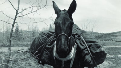 A mule stands outdoors carrying heavy packs on its sides, with leafless trees and a hilly landscape in the background. [gen-ai]