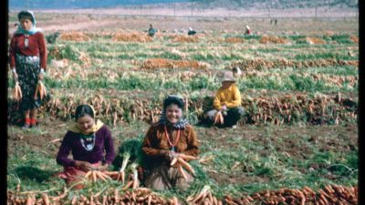 Several people sit and kneel in a field, harvesting and bundling carrots, with mountains visible in the background. [gen-ai]