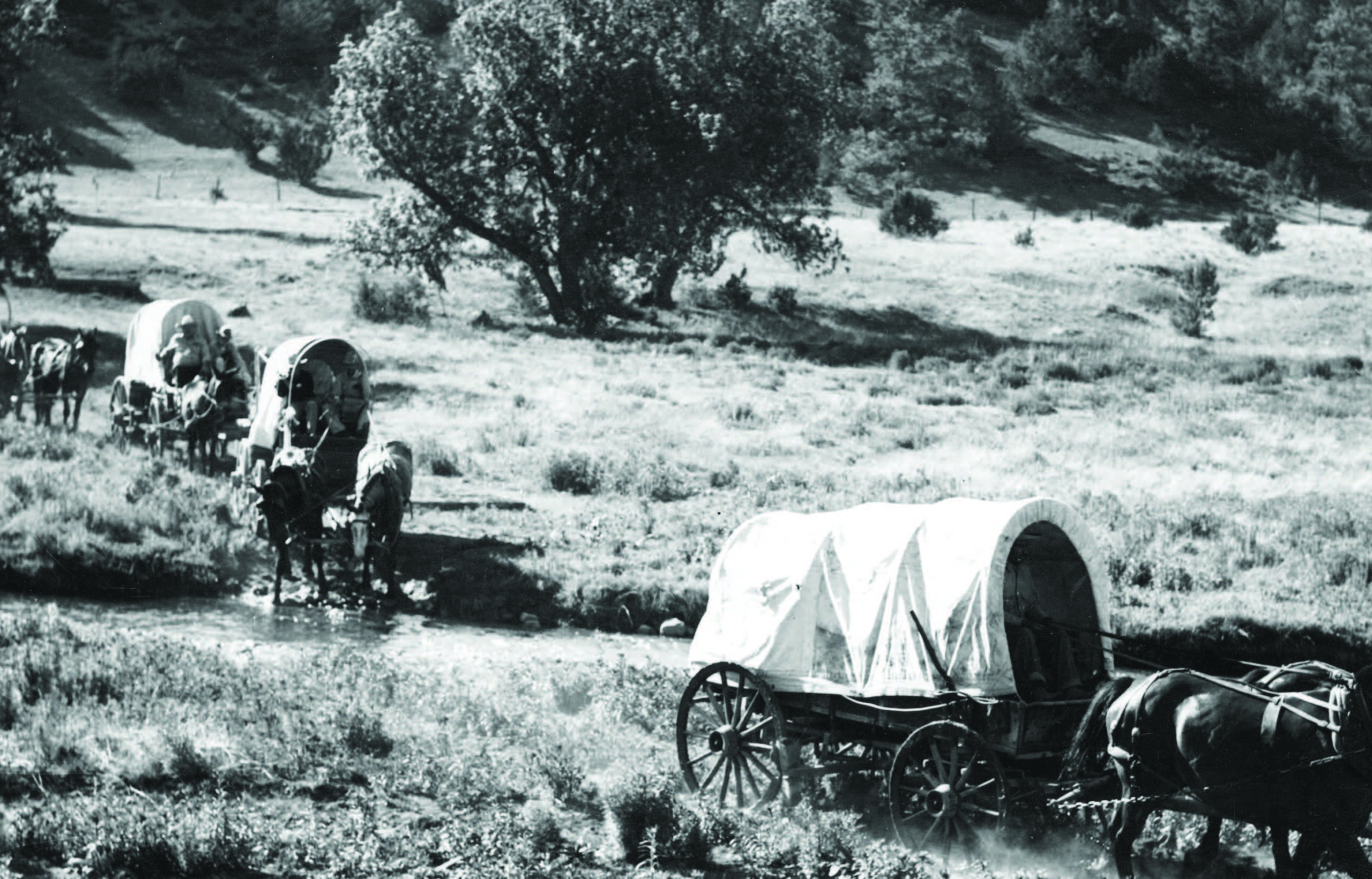 Three covered wagons, each pulled by horses, travel through a grassy landscape and cross a shallow stream in a rural setting. [gen-ai]