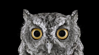 color photograph, portrait of an owl face