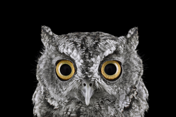 color photograph, portrait of an owl face
