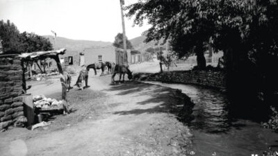 Harmon Parkhurst, Burros at Acequia Madre, Santa Fe, New Mexico, ca. 1915. Courtesy of the Palace of the Governors Photo Archives (NMHM/DCA), 011047.