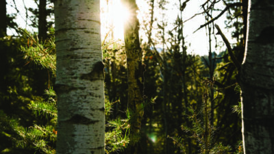 Sunlight shines through tall trees in a dense forest, with tree trunks and green foliage in the foreground. [gen-ai]