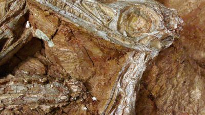 A fossilized dinosaur skull and neck embedded in reddish-brown rock. [gen-ai]