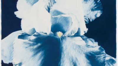 A close-up of a white iris flower with ruffled petals against a deep blue background. [gen-ai]