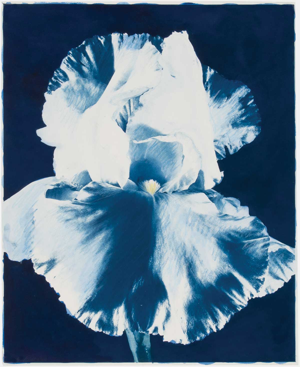 A close-up of a white iris flower with ruffled petals against a deep blue background. [gen-ai]
