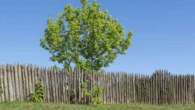 A green-leaved tree stands behind a tall wooden picket fence on a grassy area under a clear blue sky. [gen-ai]