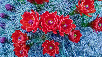 Bright red cactus flowers bloom among spiky, pale green stems, with several buds visible on a sandy ground background. [gen-ai]
