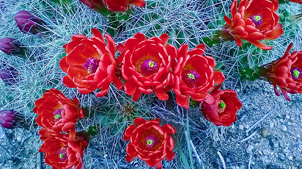 Bright red cactus flowers bloom among spiky, pale green stems, with several buds visible on a sandy ground background. [gen-ai]