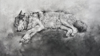 charcoal drawing of a wolf sleeping on its side