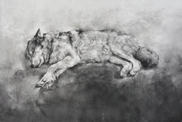 charcoal drawing of a wolf sleeping on its side