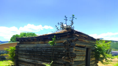 A small, weathered log cabin sits on bare ground with plants growing on its roof and sides under a clear blue sky.