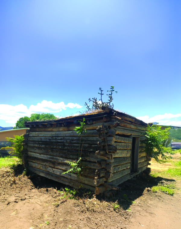 A small, weathered log cabin sits on bare ground with plants growing on its roof and sides under a clear blue sky.