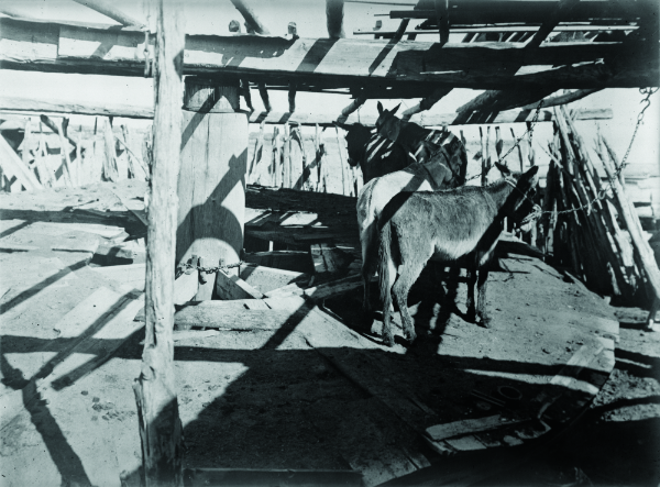 Two horses stand inside a wooden structure with beams and planks, casting strong shadows on the ground.