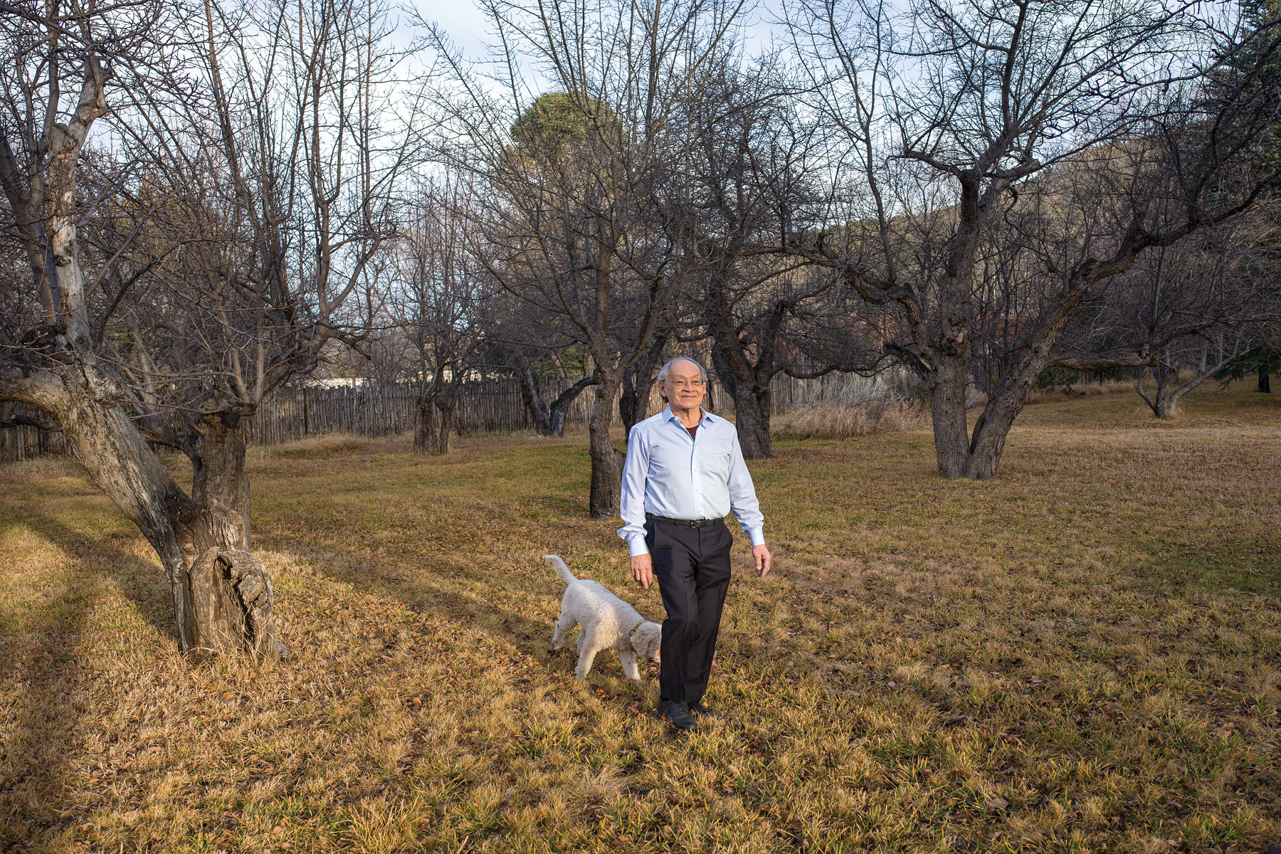 An older man walks through a field of leafless trees with a white dog on a grassy path during daylight.
